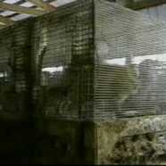 Largest fox farm in U.S. named as target of “burglary tool” conspiracy