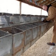 Leaked security alert #25: 600 mink vanish from Idaho farm