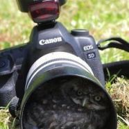 Leaked security alert #23: Oregon fur farm reports trespassers