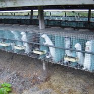 Final security alert: Police stop “animal rights felon”