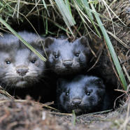 Leaked security alert #29: Unclaimed mink release in Minnesota